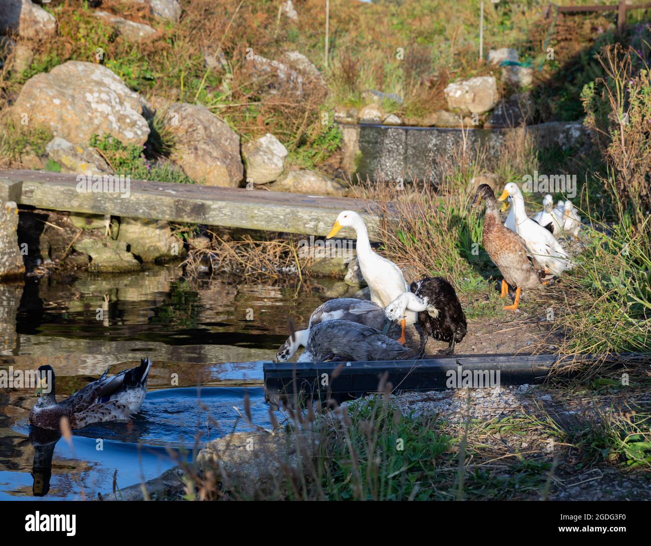 Canards de chemin indiens sur et autour de l'étang à Greeb Farm, Land's End, Cornwall Banque D'Images