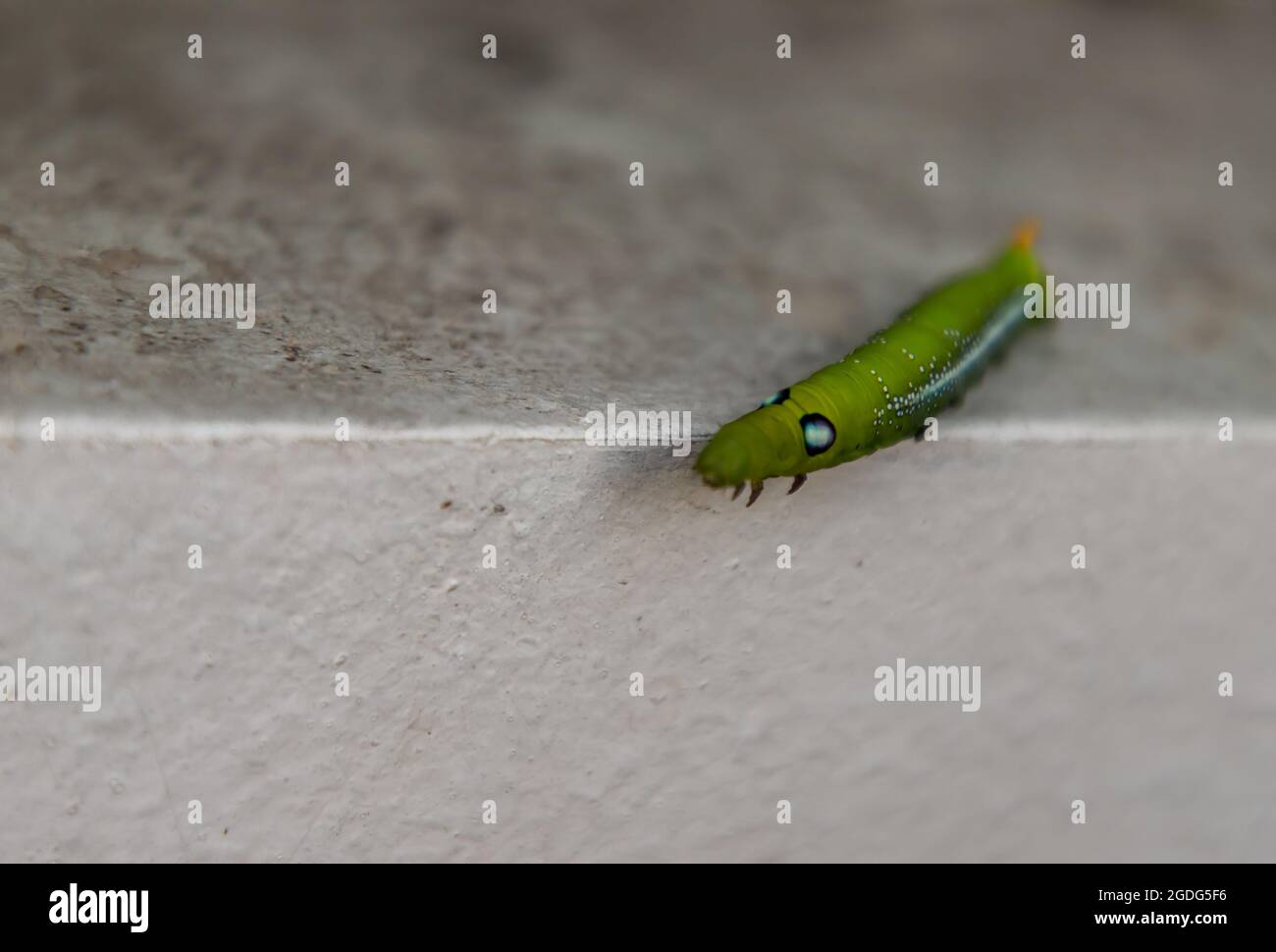 Gros plan de Big Green WORM ou Oleander Hawk Moth Caterpillar (Daphnis nerii, Sphingidae) Crawl sur le bord de la paroi blanche. Aucune mise au point, en particulier. Banque D'Images