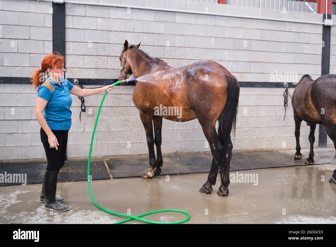 Femme lavant un cheval avec un tuyau dans un stable. Banque D'Images