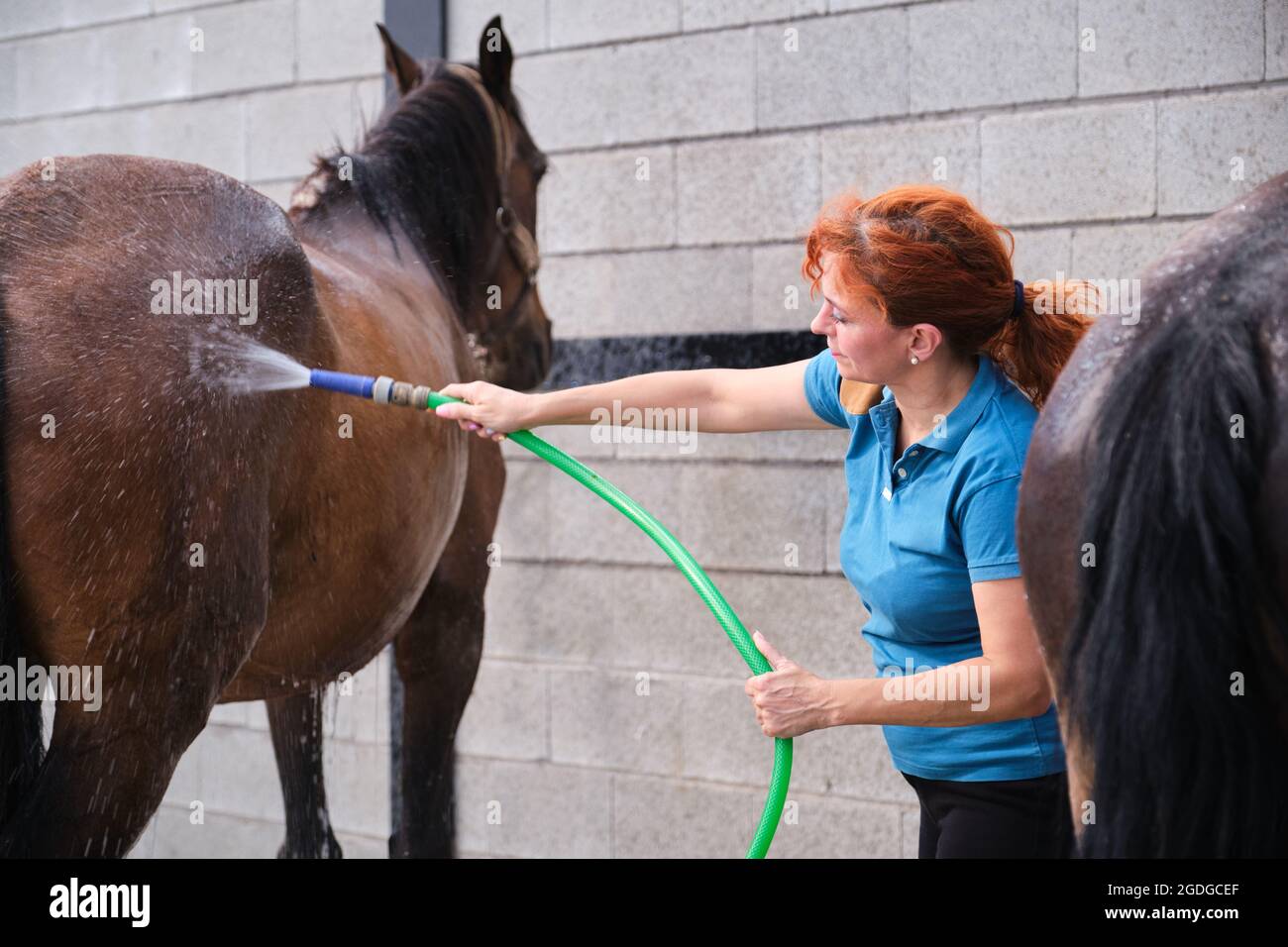 Femme lavant un cheval avec un tuyau dans un stable. Banque D'Images