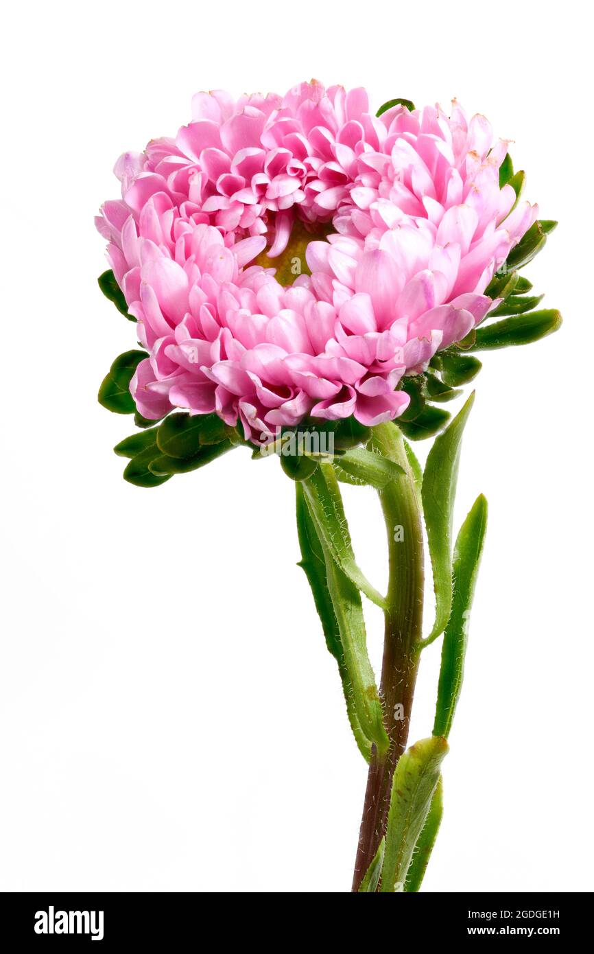 Une belle fleur d'Aster rose photographiée sur un fond blanc Uni Banque D'Images