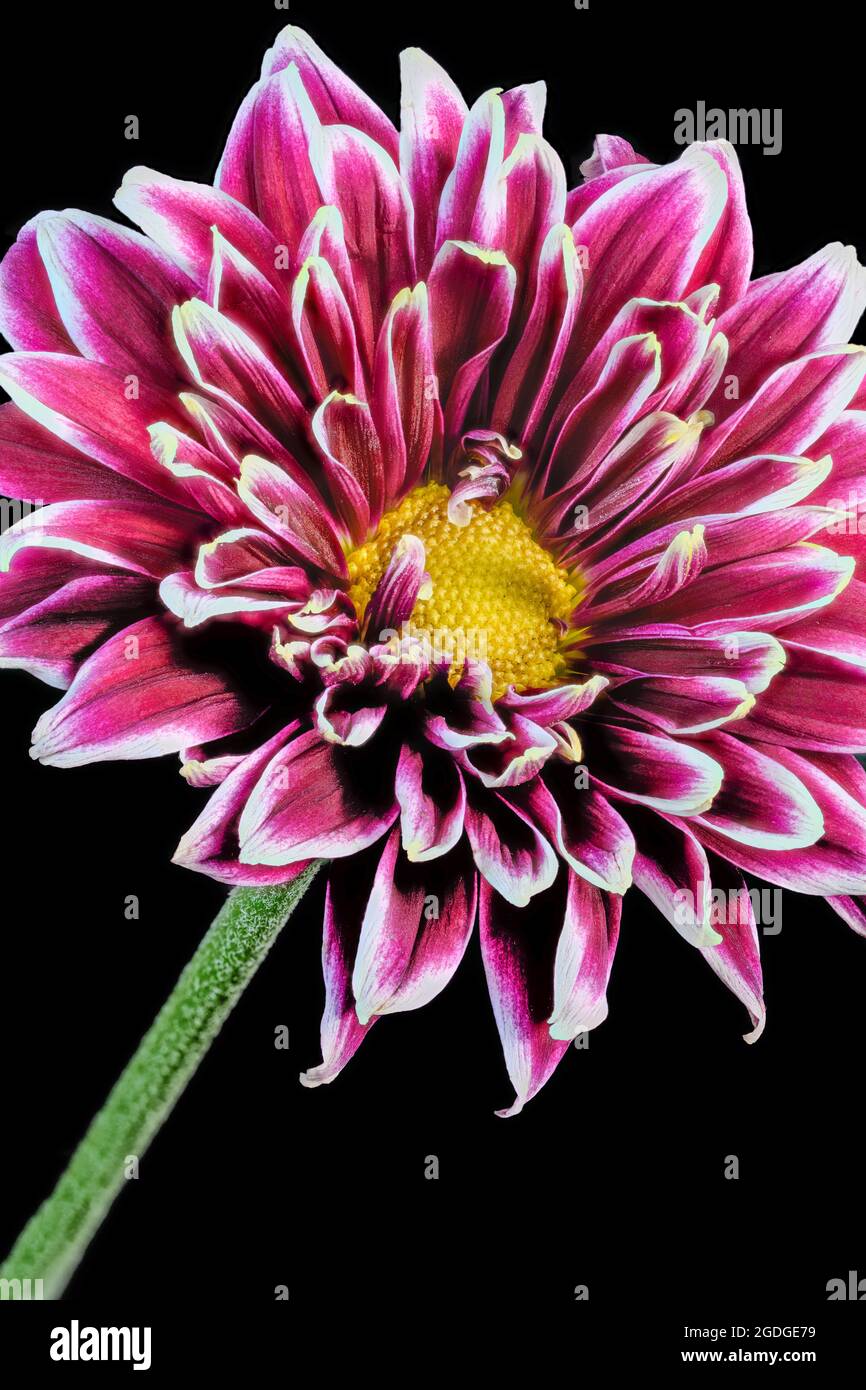 Belle fleur violette de chrysanthème, photographiée sur fond noir Uni Banque D'Images