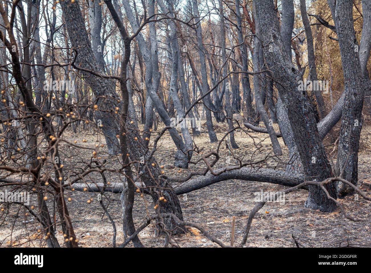 Forêt brûlée à Attica, en Grèce, après les feux de brousse au mont Parnitha et dans les districts de Varympompi et de Tatoi, au début d'août 2021. Banque D'Images