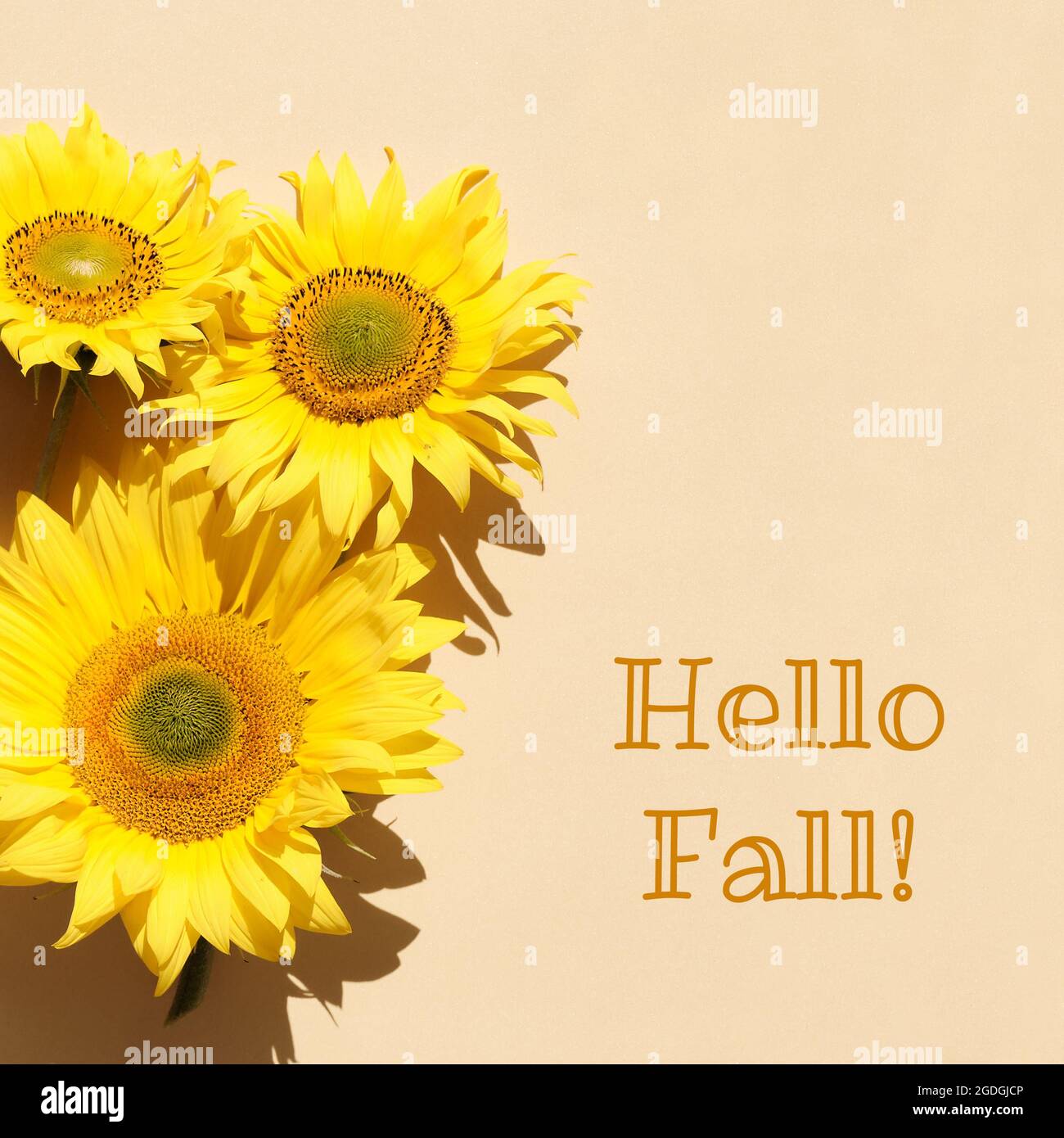 Bonjour automne, texte avec des tournesols sur le plan carré. Fond de papier beige et jaune. Motivation simple pour la saison d'automne. Banque D'Images