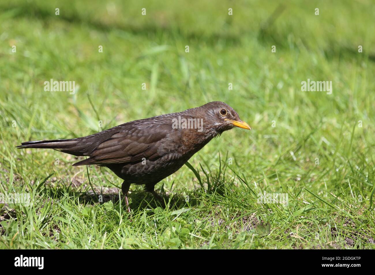 AMSEL oder Schwarzdrossel / Blackbird / Turdus merula Banque D'Images
