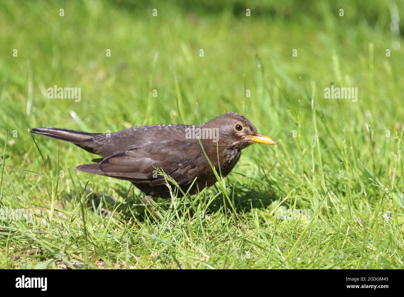 AMSEL oder Schwarzdrossel / Blackbird / Turdus merula Banque D'Images