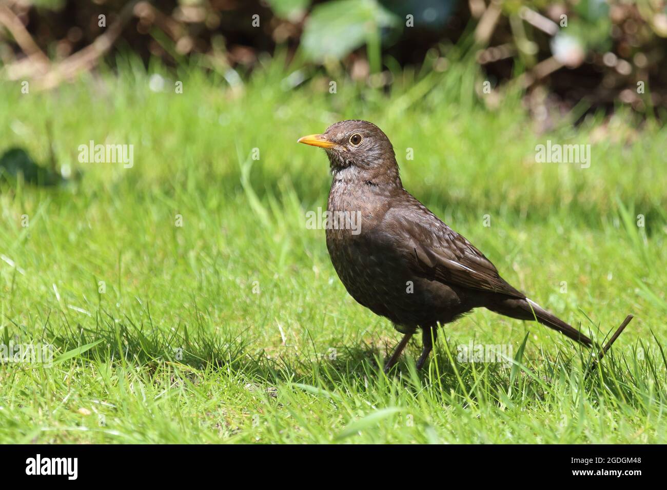 AMSEL oder Schwarzdrossel / Blackbird / Turdus merula Banque D'Images