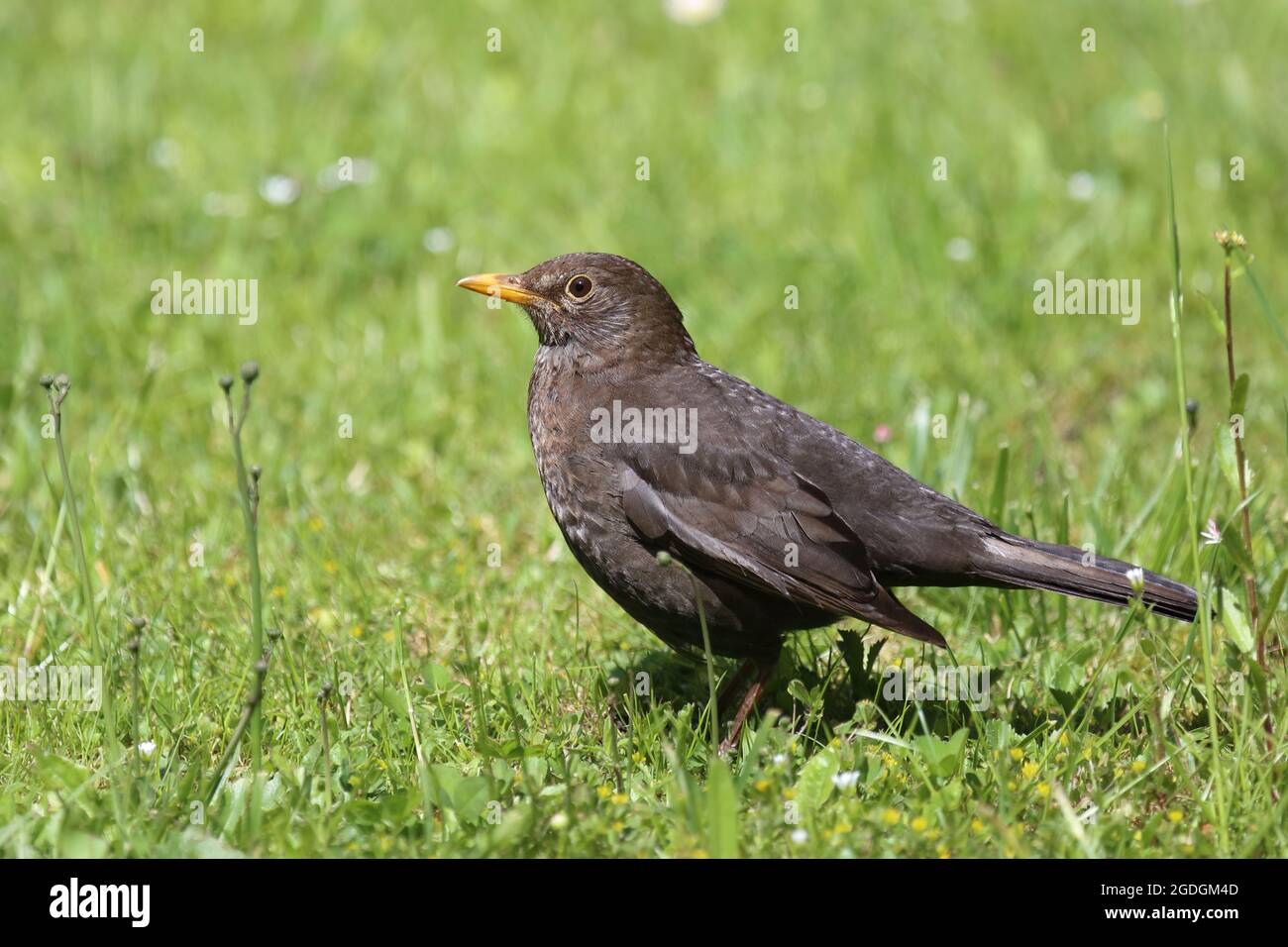 AMSEL oder Schwarzdrossel / Blackbird / Turdus merula Banque D'Images