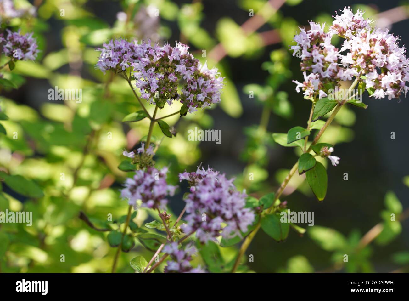 Mise au point sélective sur le marjolaine sauvage lilas sur fond sombre par temps ensoleillé. Également connu sous le nom d'Origano pour l'aromathérapie. Banque D'Images