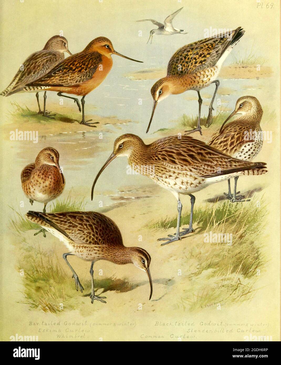 Archibald Thorburn illustration d'oiseau britannique vintage - Waders Banque D'Images