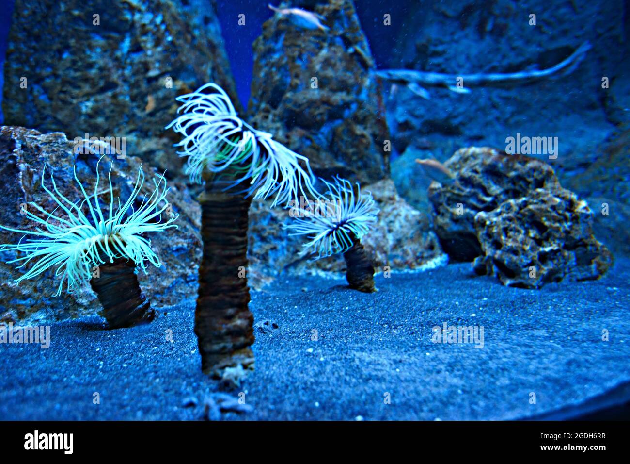 Stazione Zoologica Anton Dohrn - aquarium restauré, Naples, Italie - cerianto Banque D'Images