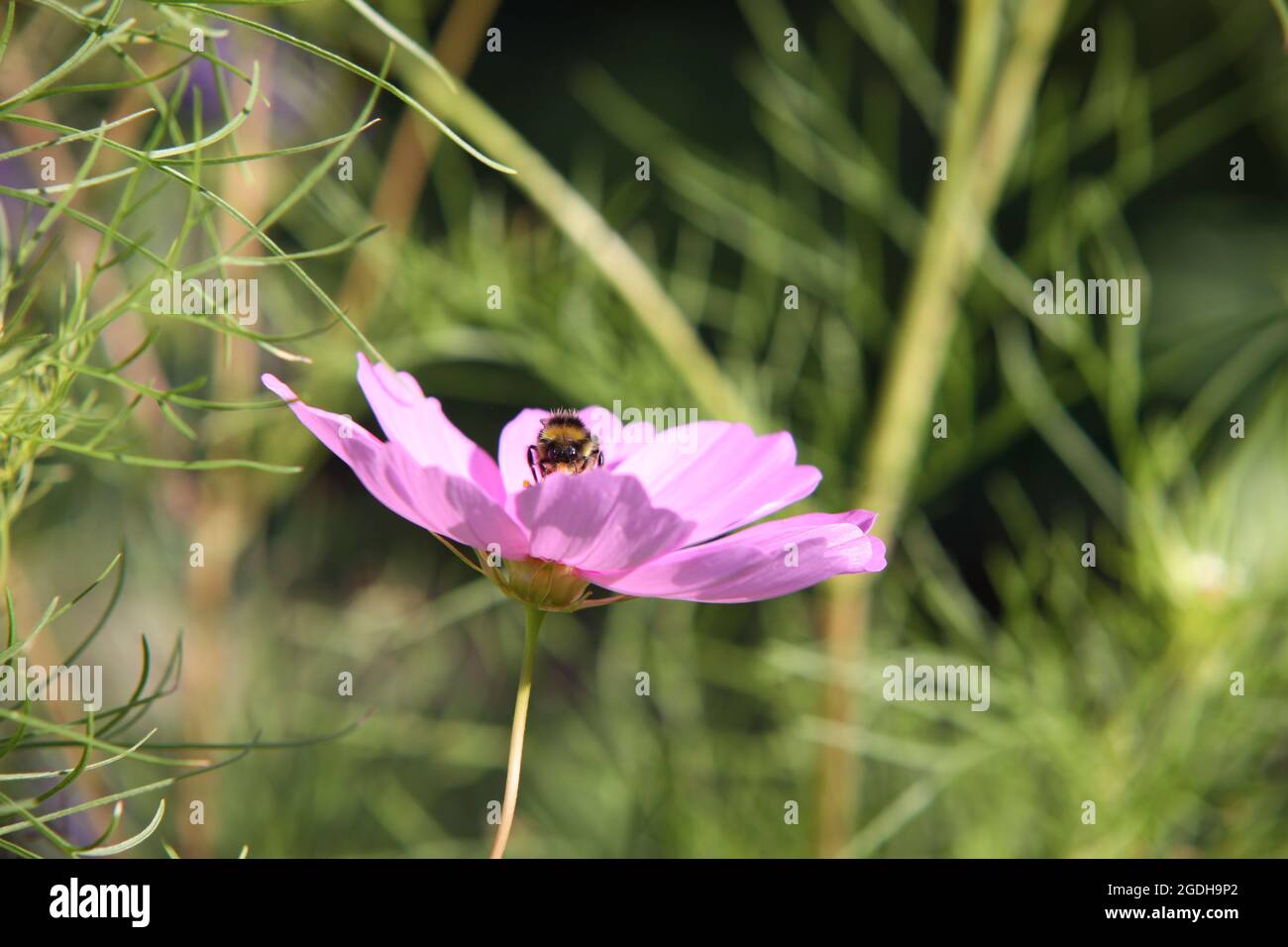 Abeille sur une fleur de jardin, Bavière, Allemagne Banque D'Images