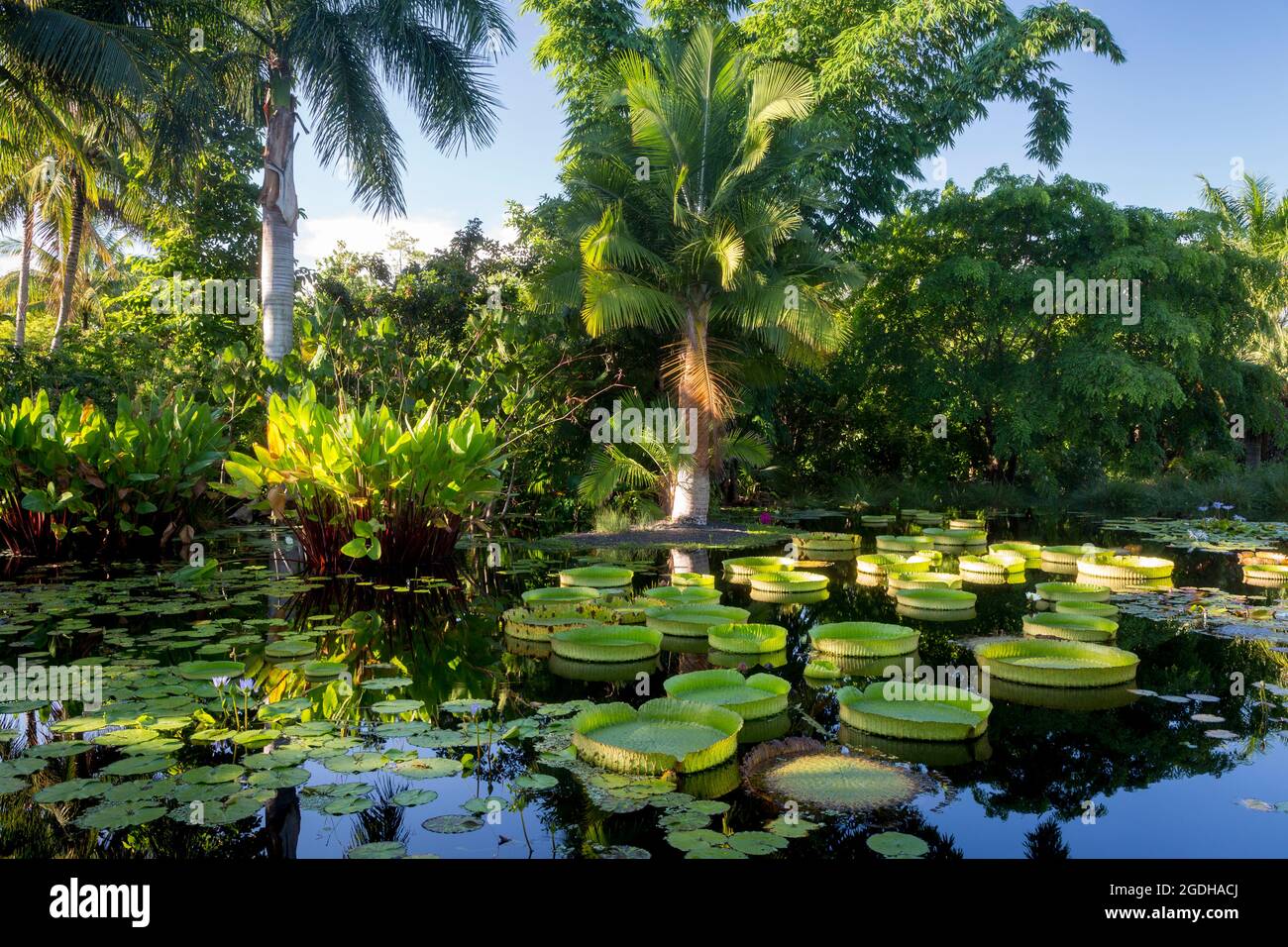 Tôt le matin lumière du soleil sur l'étang et le feuillage tropical dans le jardin botanique de Naples, Naples, Floride, États-Unis Banque D'Images