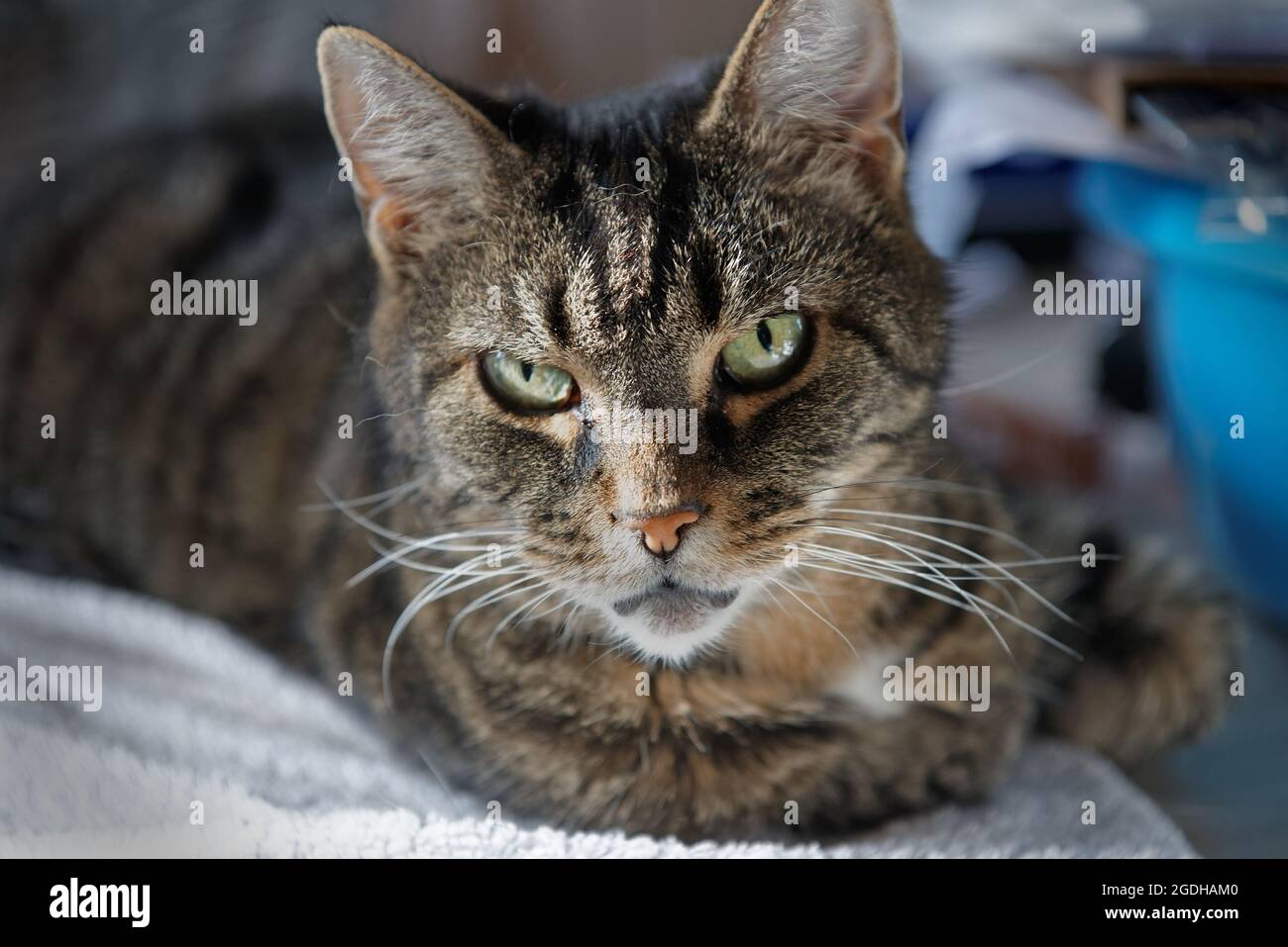Gros plan d'un chat tabby Banque D'Images