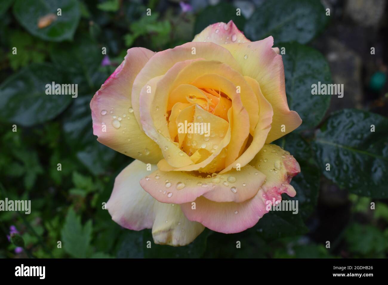 La floraison rose jaune Banque D'Images