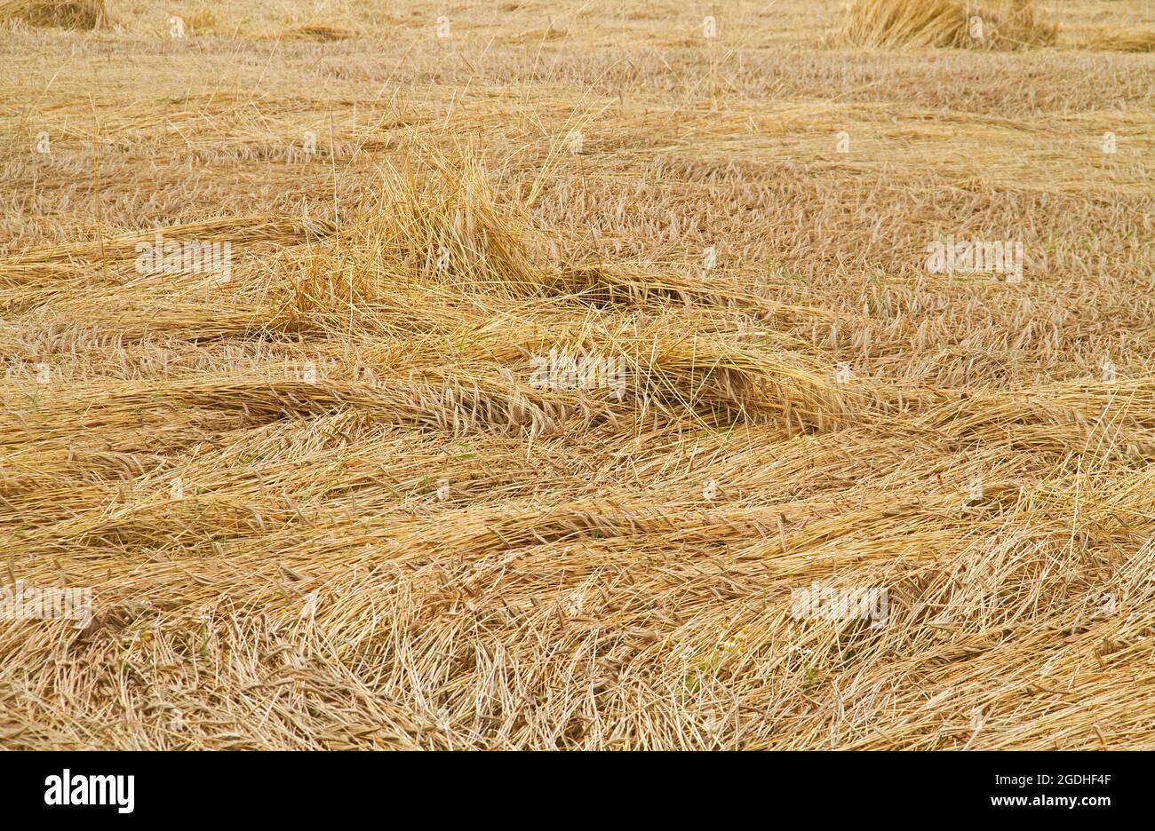 Récolte dévastée : grain aplati par le vent et la pluie dans un champ Banque D'Images