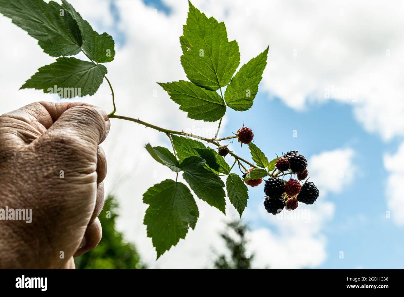 L'homme tient doucement une branche de blackberry pickly dans sa main contre le ciel bleu Banque D'Images