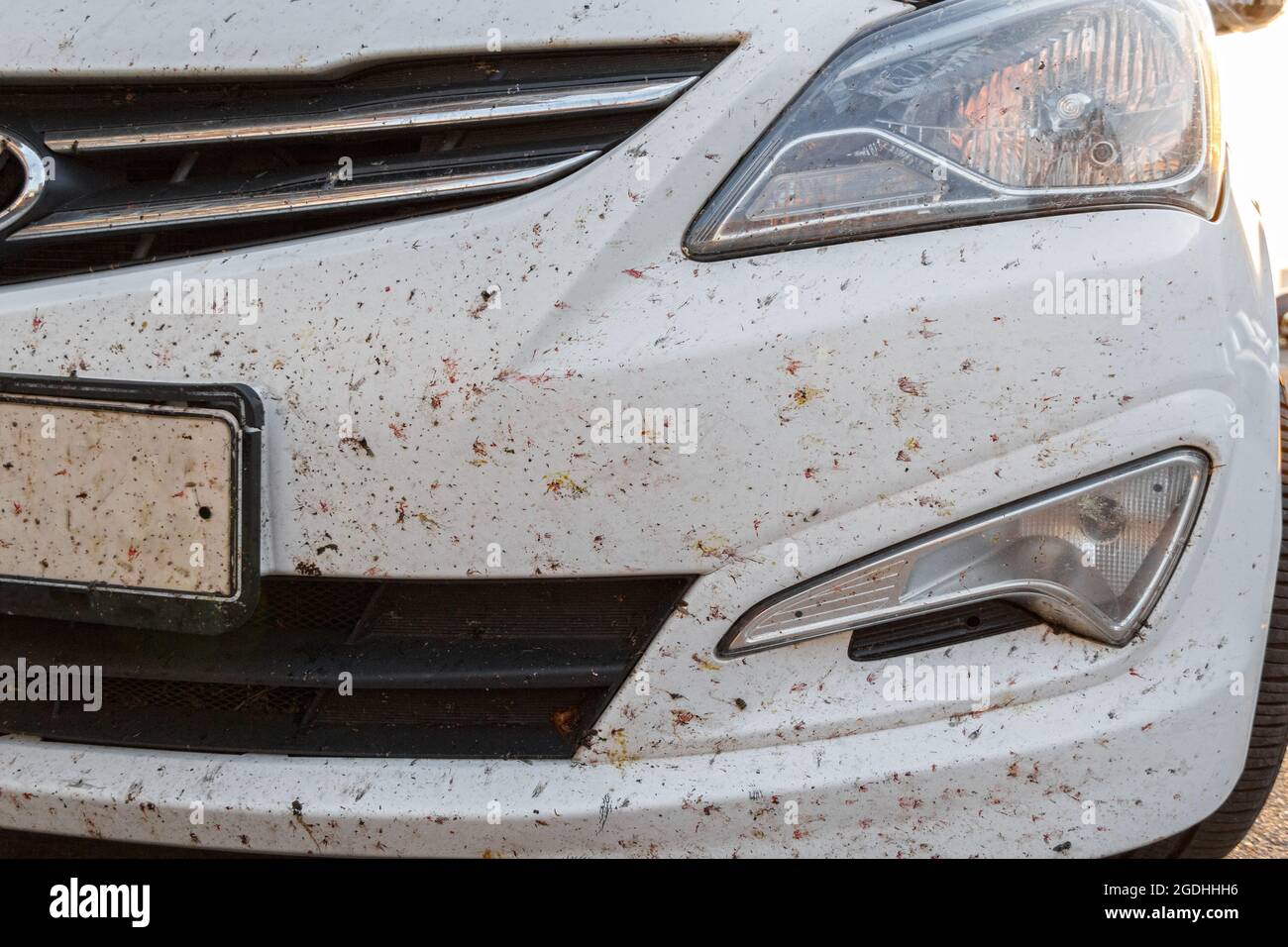 Insectes sur la peinture de voiture, miges cassés. Insectes tués sur le pare-chocs de la voiture Banque D'Images