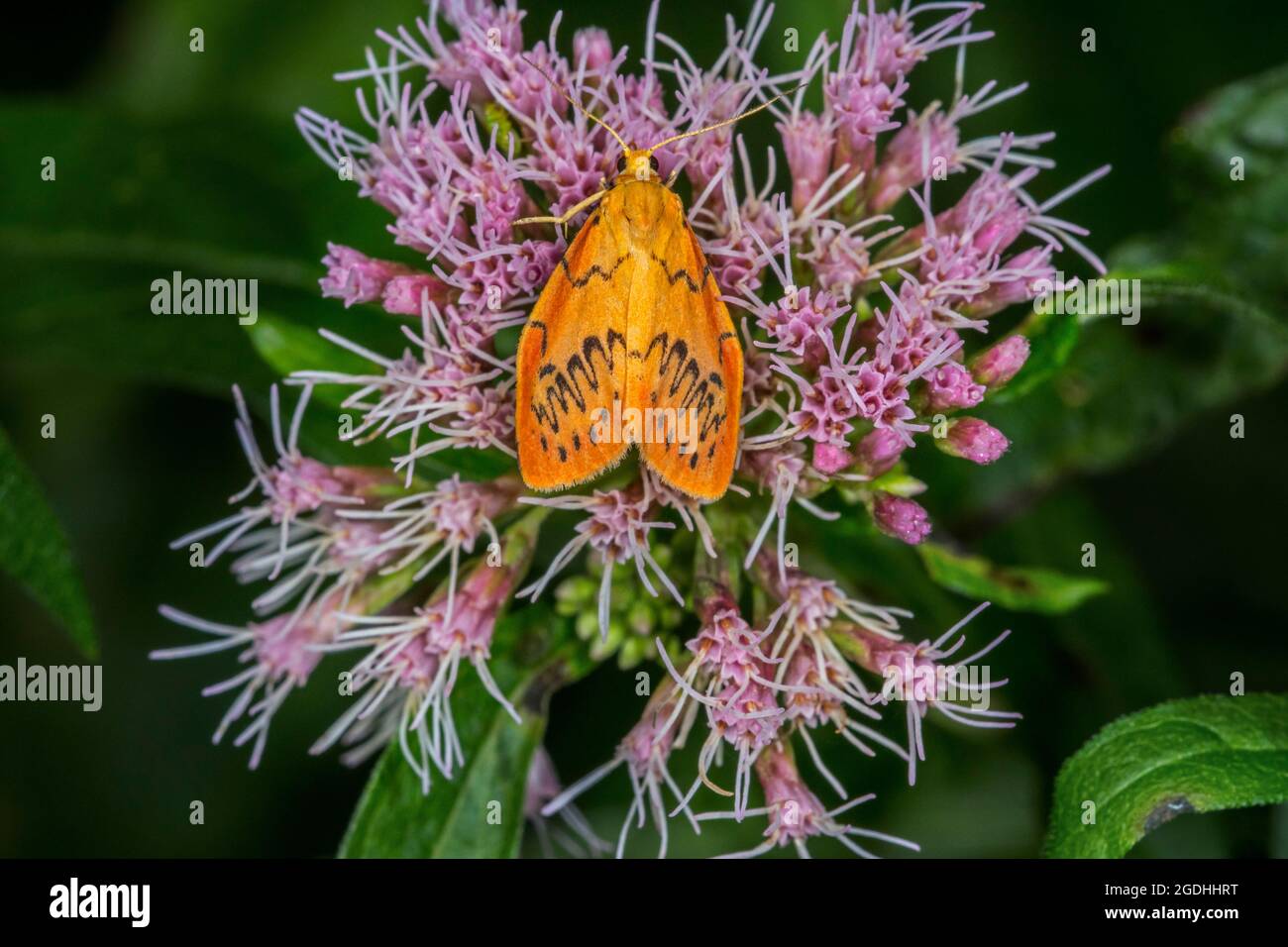 Le pied rosé (Miltochrista miniata) se nourrissant de la fleur de chanvre-agrimony / corde sainte (Eupatorium cannabinum) en été Banque D'Images