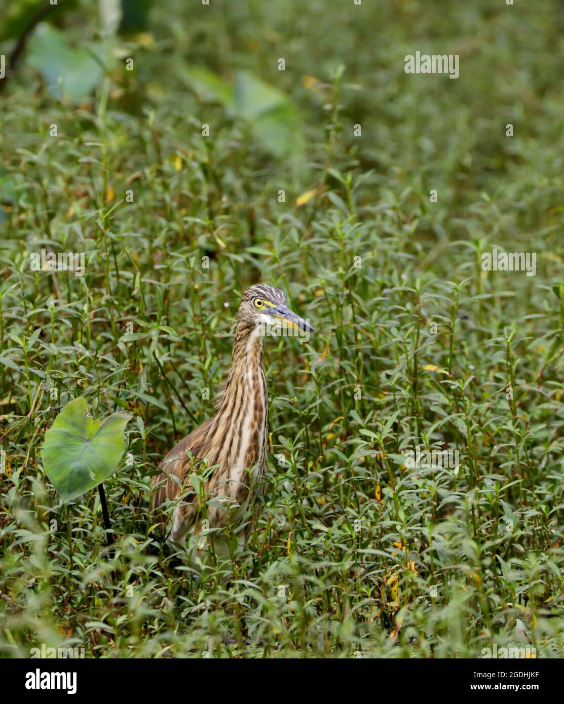 Héron d'étang indien. Héron d'étang indien ou oiseau de paddybird est un petit héron. Banque D'Images