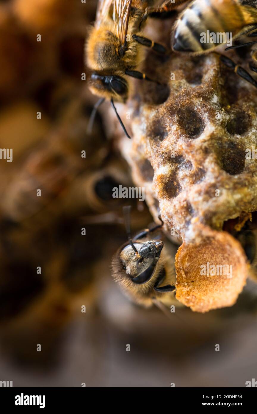 Cellule Reine nouvellement éclos avec abeilles miel Banque D'Images