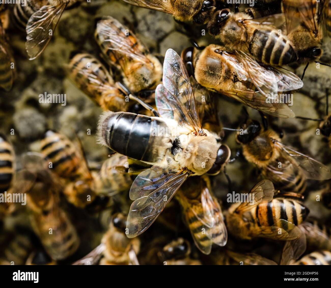 Abeille de drone sur le dessus des abeilles de travail sur le cadre de miel Banque D'Images