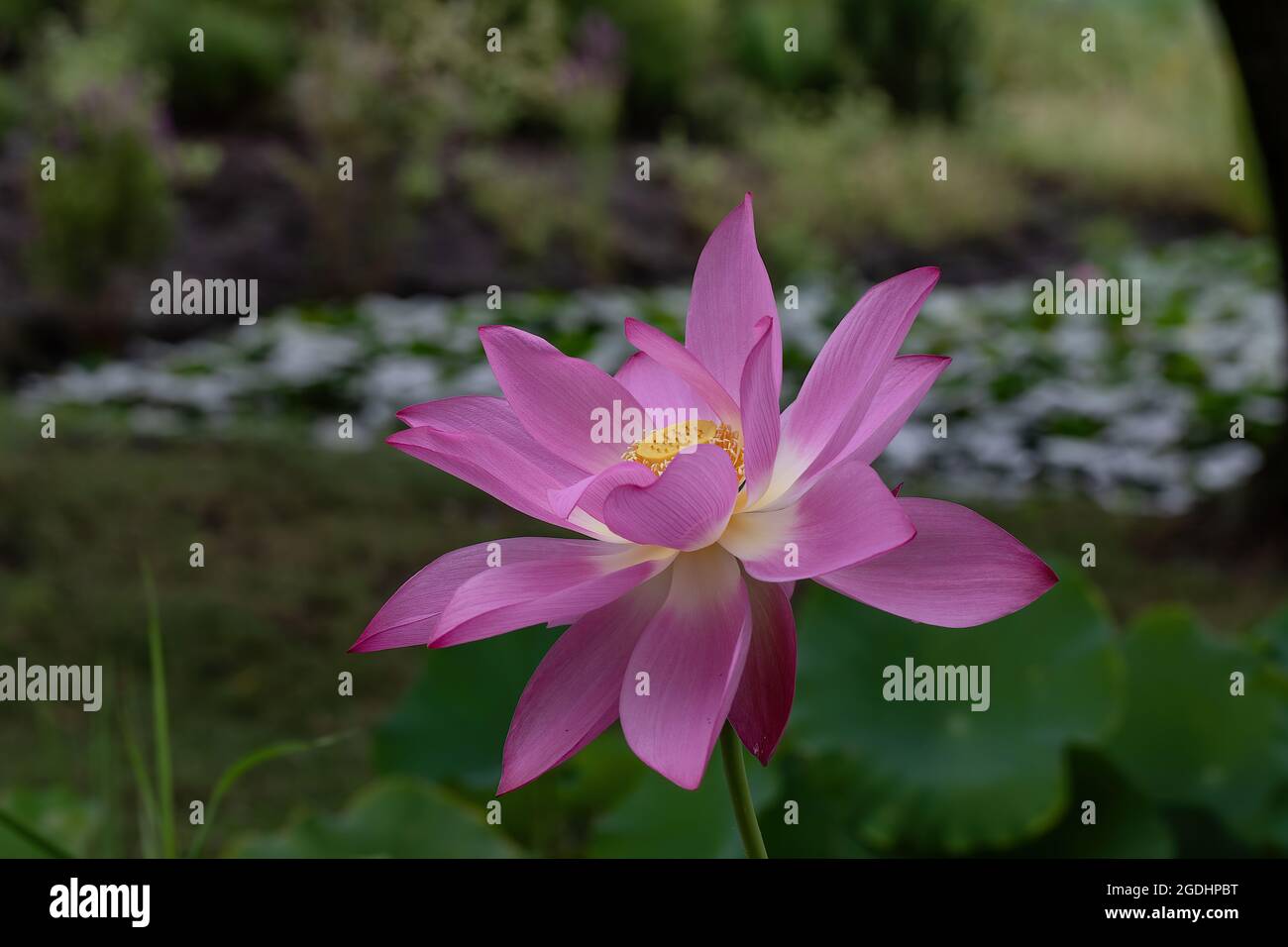 Nénuphar dans un jardin, Krasnodar, Russie Banque D'Images