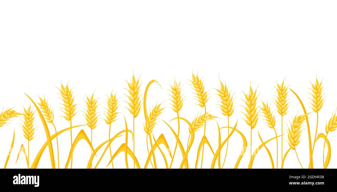 Fond de champ de la ferme de dessin animé avec des épis de blé doré. Agriculture épis de céréales. Scène rurale avec motif de bordure vecteur de récolte de grain Illustration de Vecteur