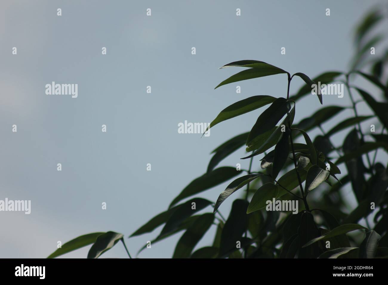 Feuilles de mangue fraîches et douces Banque D'Images