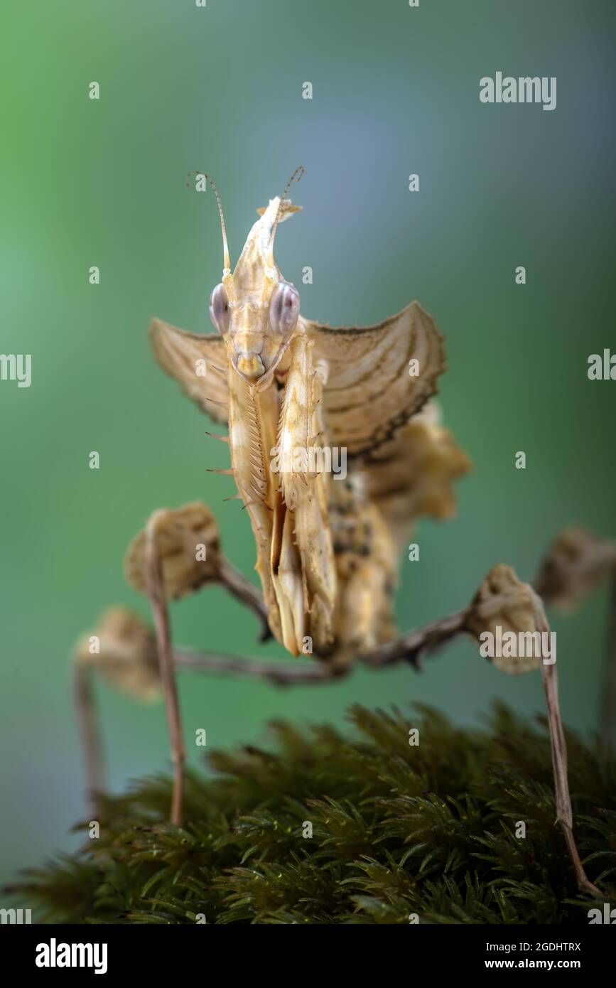 La mantis du diable se tenait sur un rocher recouvert de mousse Banque D'Images