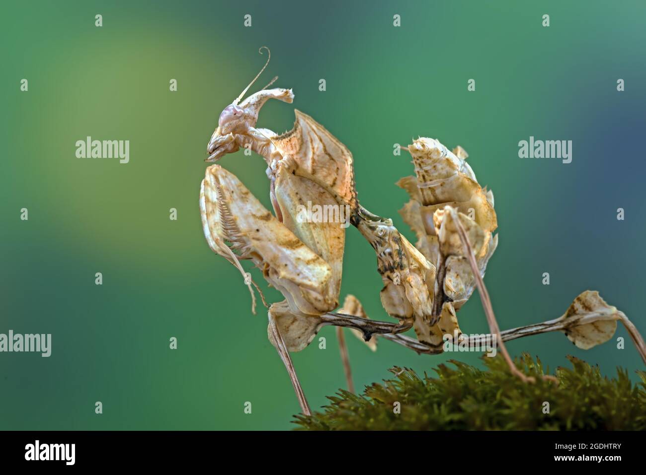 La mantis du diable se tenait sur un rocher recouvert de mousse Banque D'Images