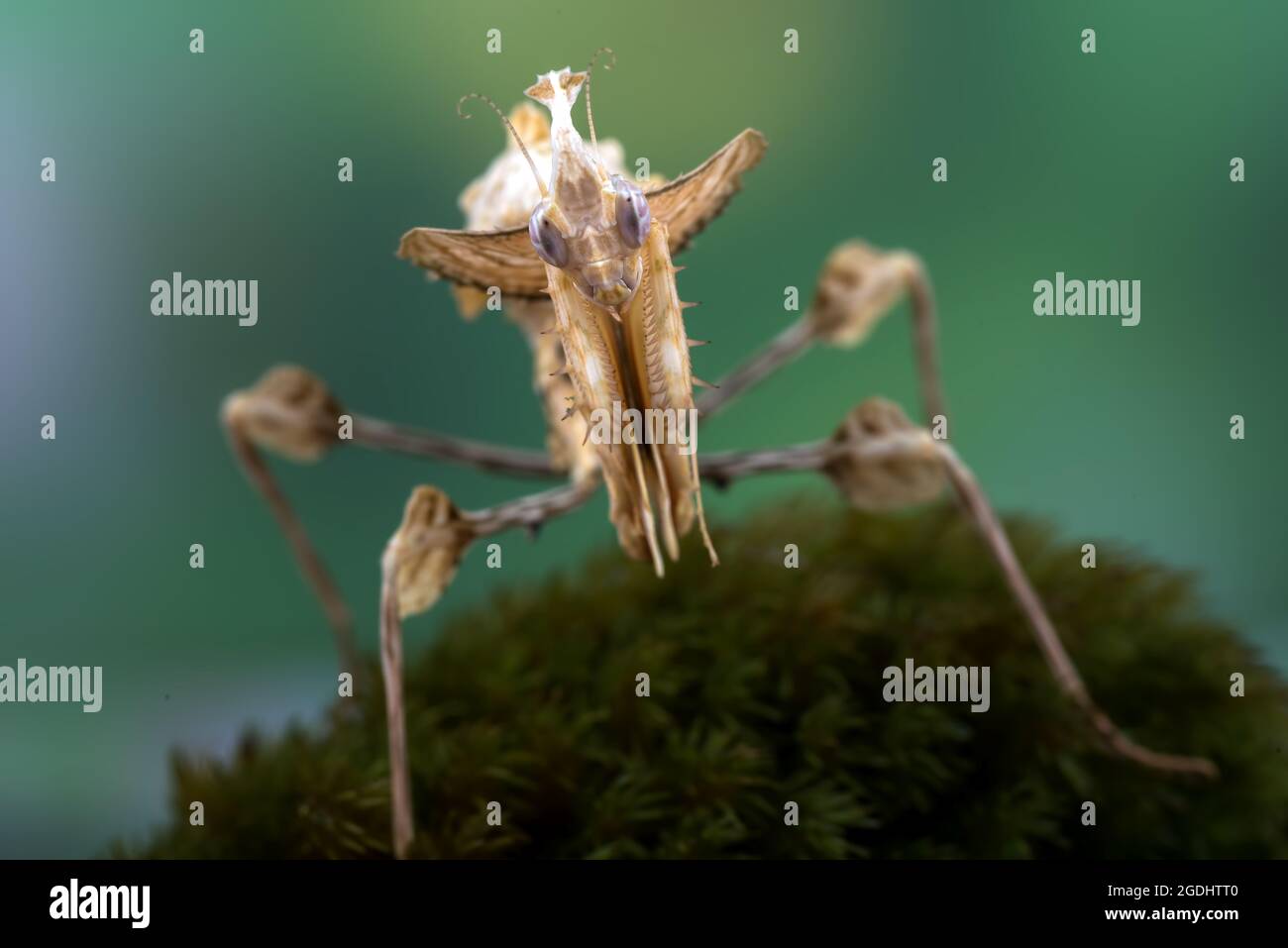 La mantis du diable se tenait sur un rocher recouvert de mousse Banque D'Images