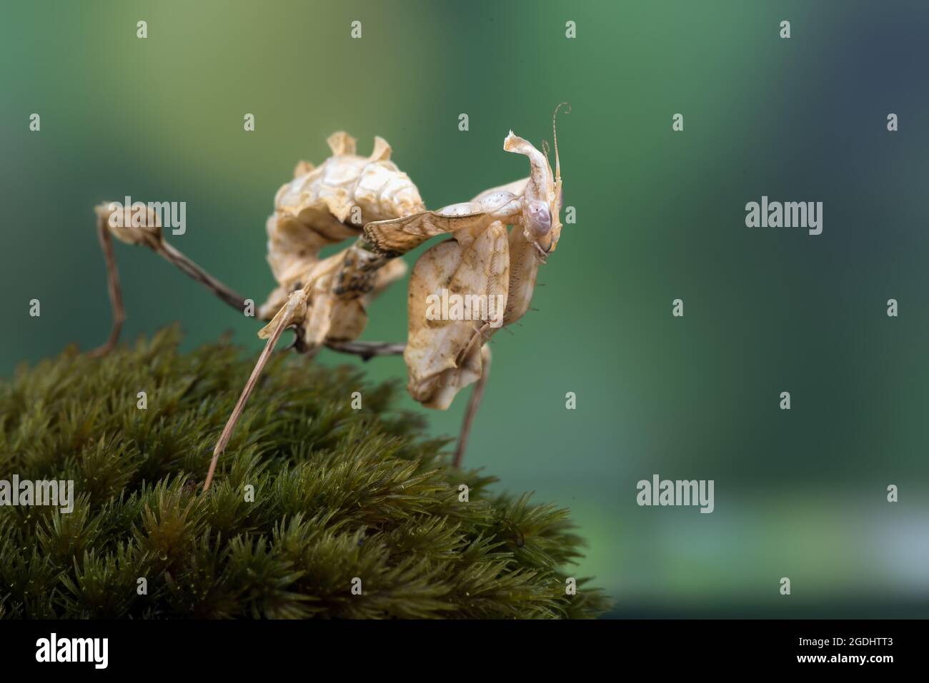 La mantis du diable se tenait sur un rocher recouvert de mousse Banque D'Images