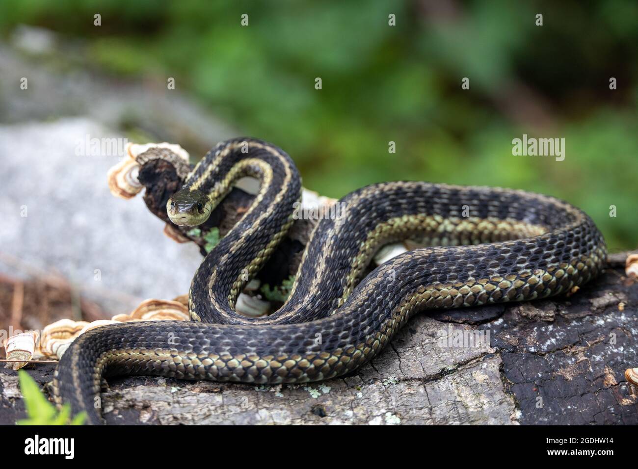 Serpent à jarretière de l'est (Thamnophis sirtalis sirtalis) enroulé et Banque D'Images