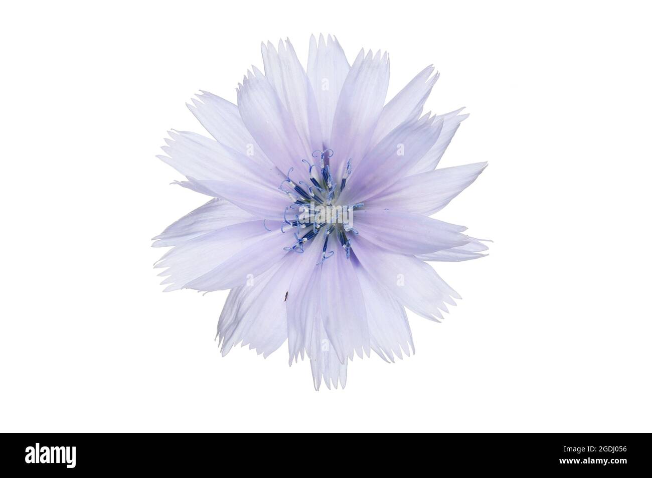 Fleur de chicorée bleue isolée contre le blanc Banque D'Images