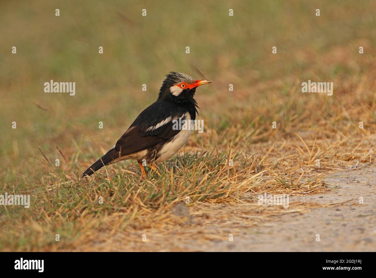 Asian Pied Starling (Gratupica contra floweri) adulte debout sur terre Thaïlande Février Banque D'Images