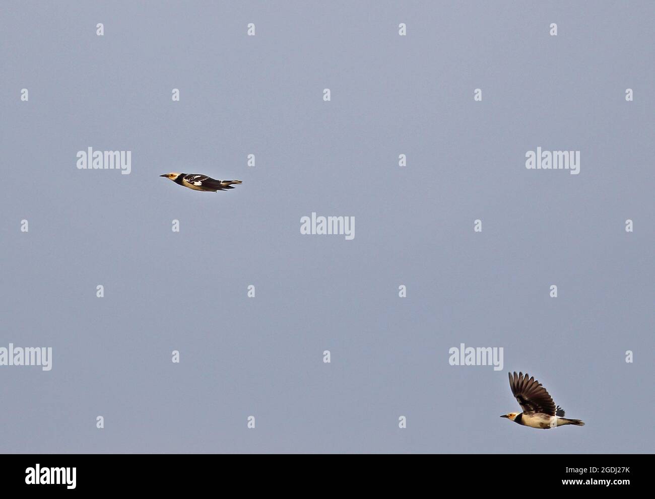 Starling à col noir (Gratupica nigricollis) deux adultes au vol de Thaton, en Thaïlande Novembre Banque D'Images