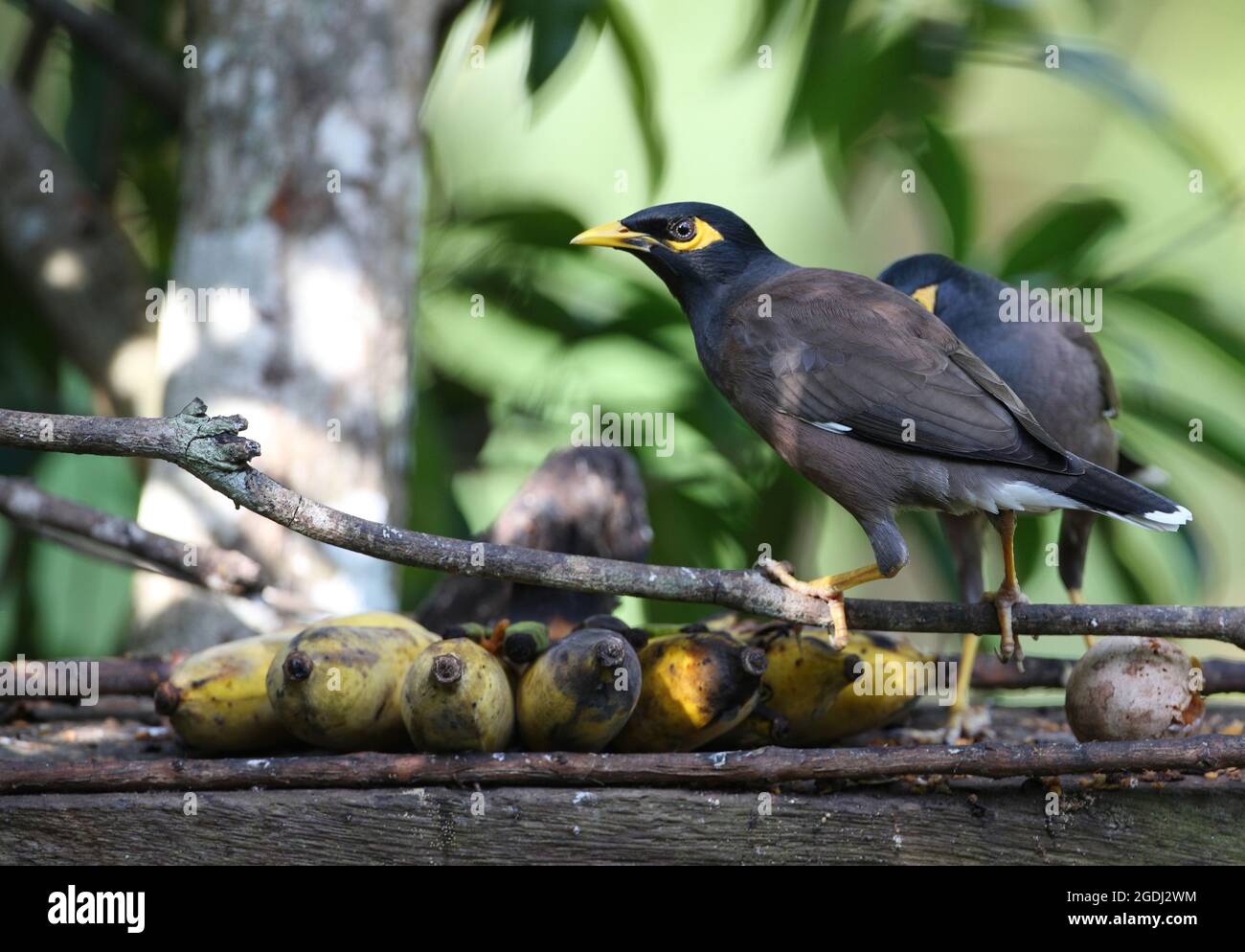 Myna commune (Acridotheres tristis tristis) adultes se nourrissant à la table d'oiseaux Kaeng Krachan, Thaïlande Novembre Banque D'Images