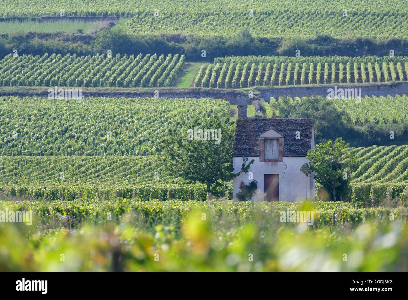 La Côte de Beaune (premier plan les Beaux-Fougets) et le vignoble Premier cru, Beaune FR Banque D'Images