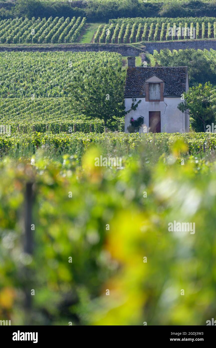 La Côte de Beaune (premier plan les Beaux-Fougets) et le vignoble Premier cru, Beaune FR Banque D'Images