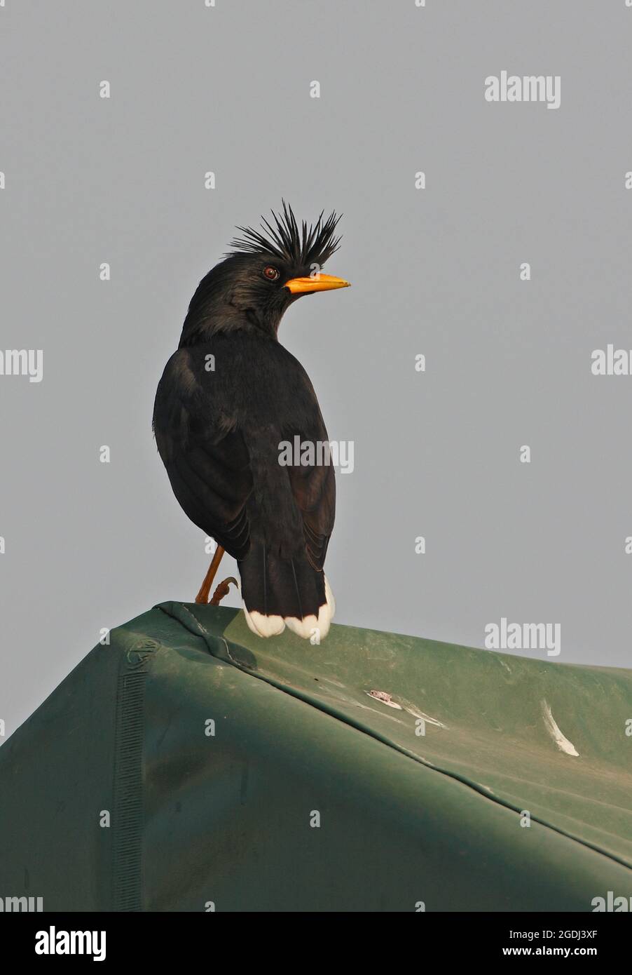 Javan Myna (Acridotheres grandis) adulte perchée sur le toit en Thaïlande Février Banque D'Images