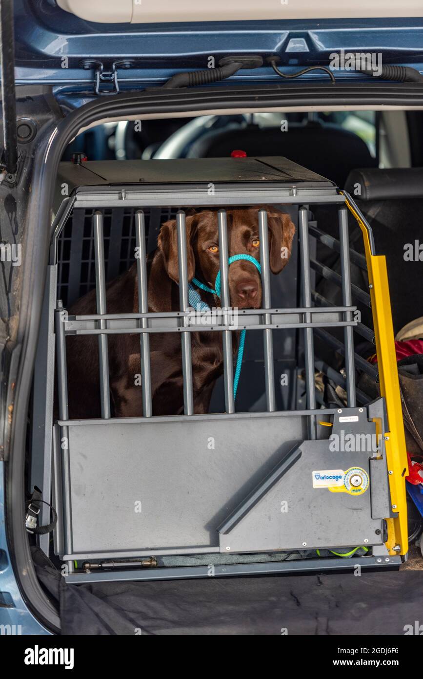 chien dans une cage, chien dans une caisse de voiture, chien dans une cage  de sécurité testée en cas de collision, voyager avec un chien, sécurité du  chien dans la voiture, chien