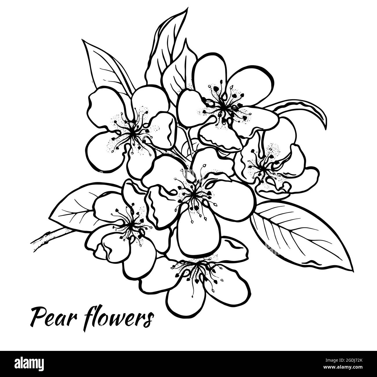 Inflorescences de poires. Le croquis des fleurs est dessiné à la main à l'encre. Illustration botanique. Isolé sur un fond blanc. Vecteur. Illustration de Vecteur