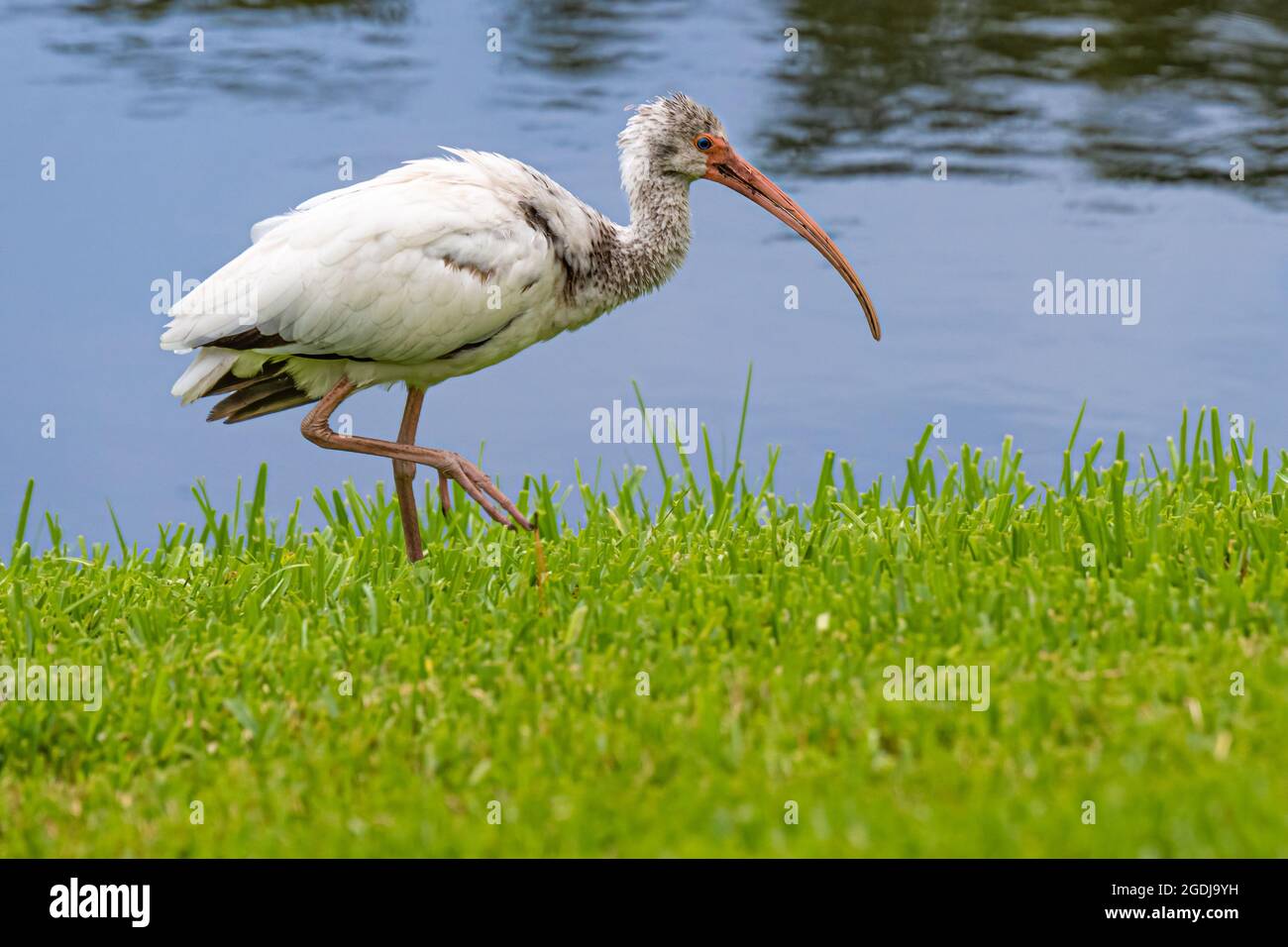Ibis blanc américain le long du rivage au Sawgrass Players Club à Ponte Vedra Beach, Floride. (ÉTATS-UNIS) Banque D'Images