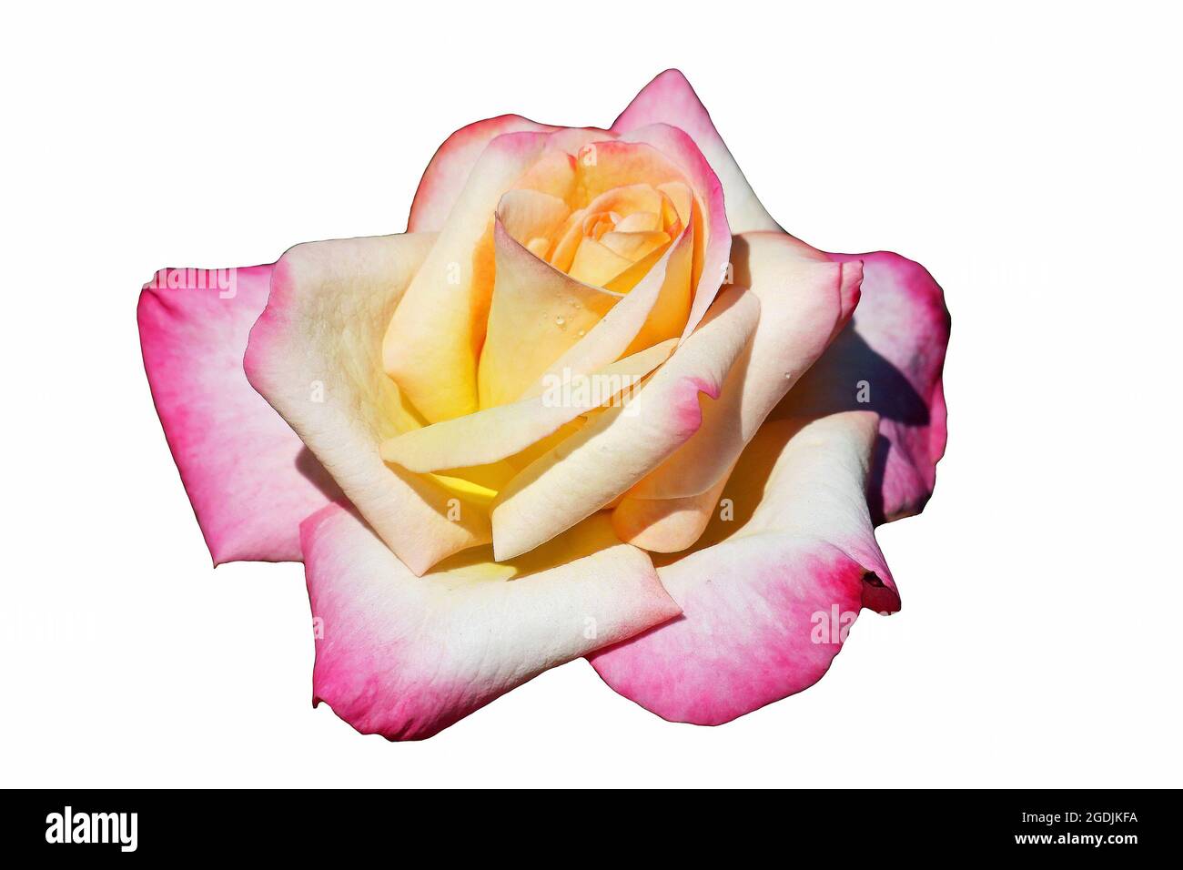 Tête de rose unique isolée sur fond blanc Banque D'Images