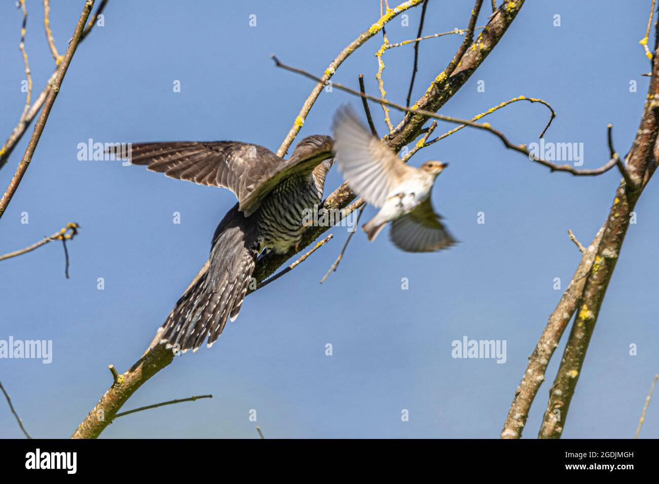 Cucuckoo eurasien (Cuculus canorus), attaqué par un songbird, Allemagne, Bavière Banque D'Images