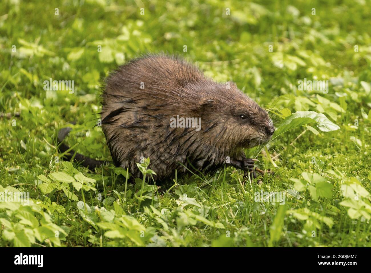 Le rat musqué (Ondatra zibethicus), nourrit le pissenlit dans un pré, Allemagne, Bavière Banque D'Images