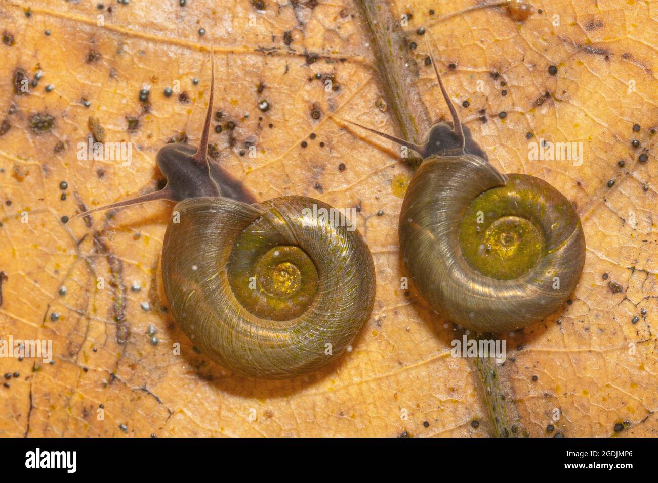 Escargot de corne de bélier délicat, escargot de ramshorn délicat (Anisus vorticulus), Planorbius corneus, Allemagne, Bavière Banque D'Images