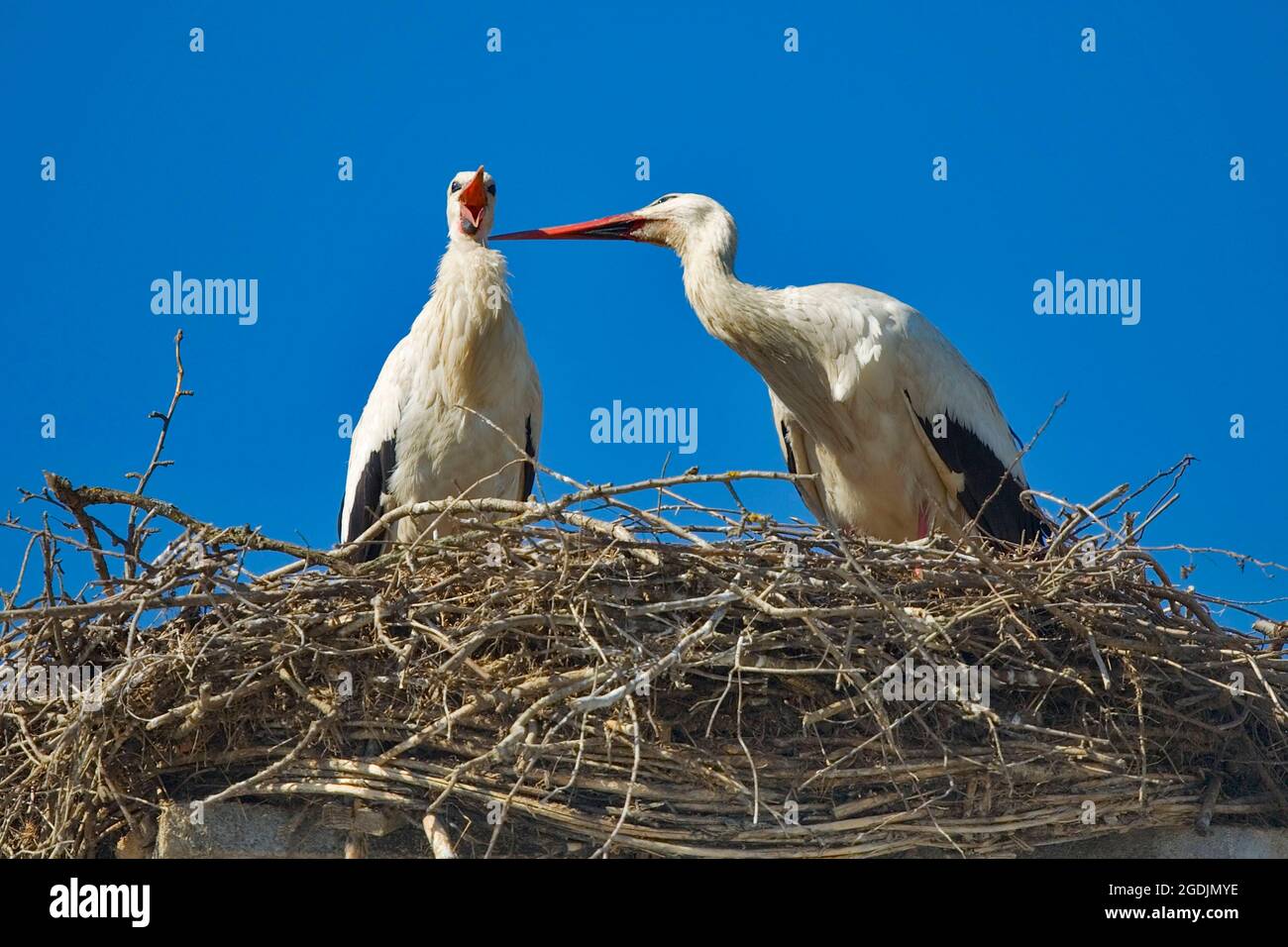 Ciconie blanche (Ciconia ciconia), couple dans son nid, Autriche Banque D'Images