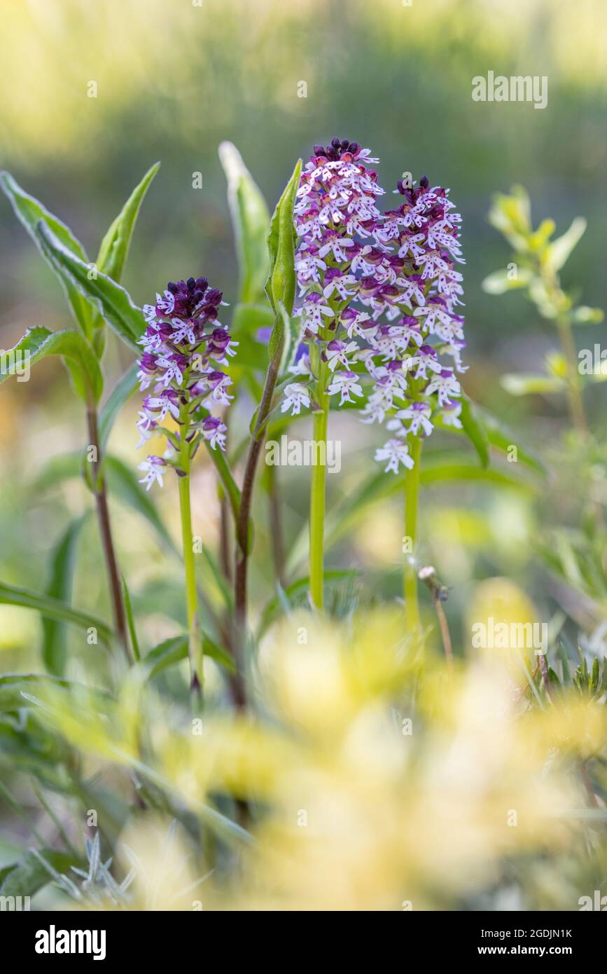 Orchidée brûlée, orchidée brûlée, orchidée brûlée (Orcis ustulata, Neotinea ustulata), trois orchidées brûlées en fleurs, Allemagne, Bavière Banque D'Images